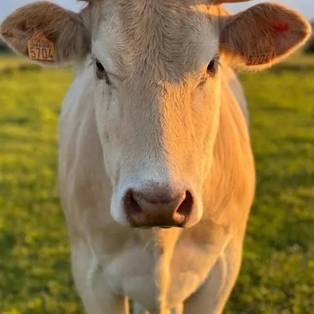 Ξενοδοχείο Boutique Albussanluis *