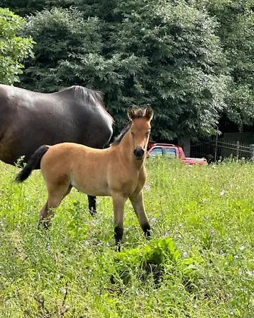 Boutique Albussanluis *