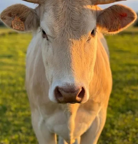 Hotel Boutique Albussanluis *