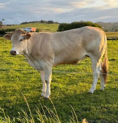 Boutique Albussanluis *