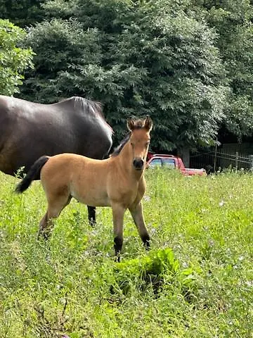 Boutique Albussanluis *